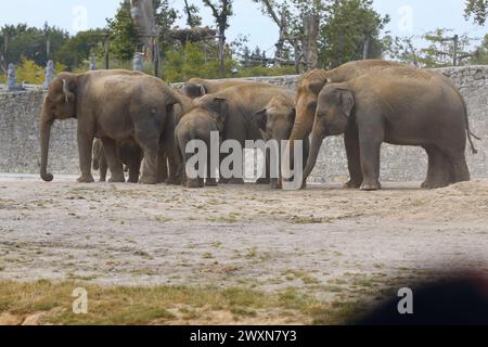 Familie der großen Elefanten Pairi Daiza, Belgien Stockfoto