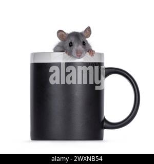 Süße junge Ratte, die in einer schwarzen Kaffeetasse sitzt. Blick über den Rand in Richtung Kamera. Isoliert auf weißem Hintergrund. Stockfoto