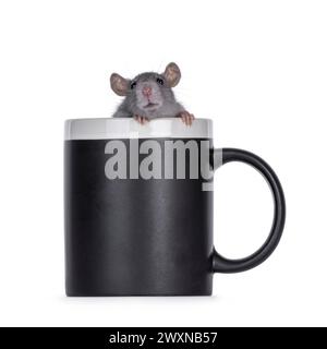 Süße junge Ratte, die in einer schwarzen Kaffeetasse sitzt. Blick über den Rand in Richtung Kamera. Isoliert auf weißem Hintergrund. Stockfoto