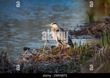 Grauer Reiher, der im Frühling mit neuem Schilf sitzt Stockfoto