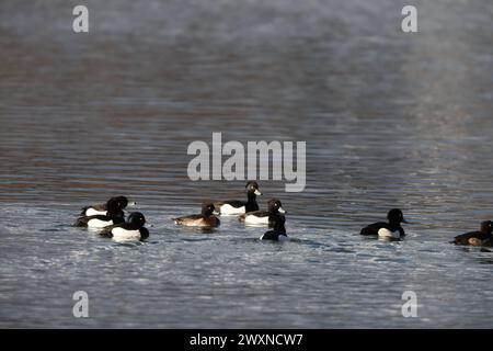 Die getuftete Ente (Aythya fuligula) ist eine kleine Tauchente mit einer Population von fast einer Million Vögeln, die im Norden Eurasiens zu finden ist. Stockfoto