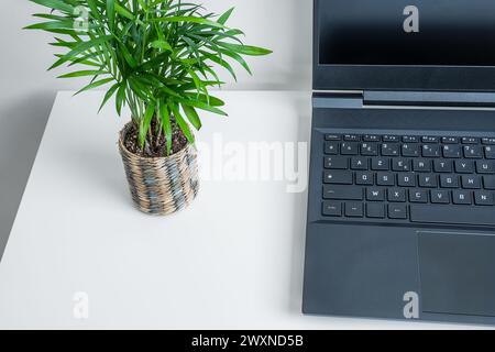 Ein geöffneter Laptop und eine Mini-Pflanze aus Chamaedorea auf einem Schreibtisch mit Kopierraum Stockfoto
