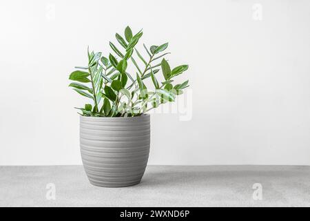 Zamioculcas, oder zamiifolia zz Pflanze in einem grauen Keramiktopf auf einem grauen Tisch, Heimgärtnerei und minimales Konzept für Wohnkultur Stockfoto