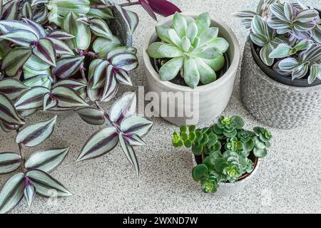 Hauspflanzenvariete auf grauem Hintergrund, Innengartenkonzept Stockfoto