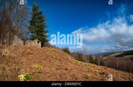 Narzissen-Hütte im alten und längst vergangenen Dorf Eskart. Die Narzissen werden langsam von den Bracken überwunden, die den Hang hinauf in Richtung des wachsen Stockfoto