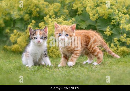 Zwei süße Katzenbabys mit blauen Augen, ein Paar Geschwister, die nebeneinander auf grünem Gras posieren und neugierig in einem blühenden Garten schauen Stockfoto