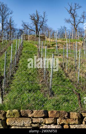 Weinberg an einem Hang im Frühjahr - karge Weinstämme, grünes Gras und blattlose Bäume Stockfoto