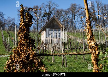 Weinberg im Frühjahr - mit alter Hütte und Zaun mit getrockneten Weinblättern. Stockfoto