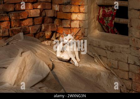 Hauskatzen in Khulna, Bangladesh. Stockfoto