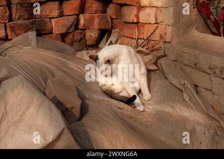 Hauskatzen in Khulna, Bangladesh. Stockfoto