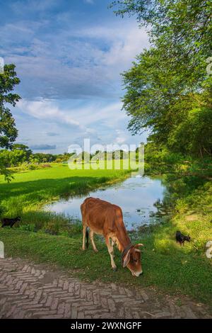 Die Kuh. Khulna, Bangladesch. Stockfoto