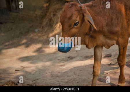 Die Kuh. Khulna, Bangladesch. Stockfoto