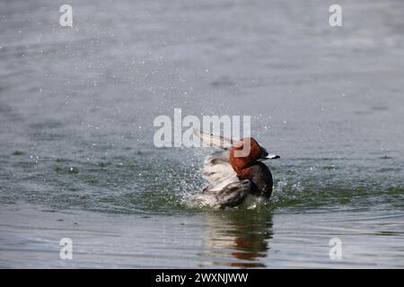 Der gewöhnliche Pochard (Aythya ferina) in Japan Stockfoto