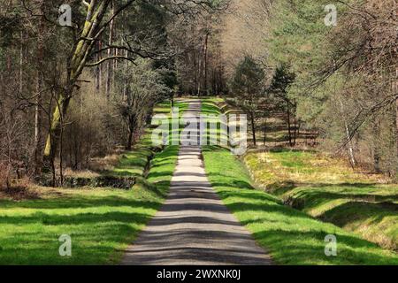 Waldweg zwischen Bäumen im Frühjahr mit einem grasbewachsenen Ufer auf beiden Seiten Stockfoto