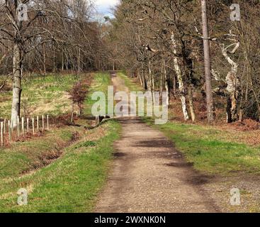 Waldweg zwischen Bäumen im Frühjahr mit einem grasbewachsenen Ufer auf beiden Seiten Stockfoto