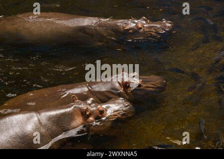 Drei Flusspferde, große Meeressäuger, schwimmen in einem Gewässer, ihre Körper teilweise untergetaucht, nur ihre Köpfe sichtbar. Stockfoto