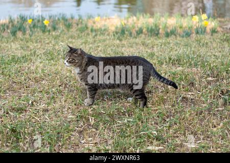 Mollige Katze, die auf Gras im öffentlichen Park steht Stockfoto