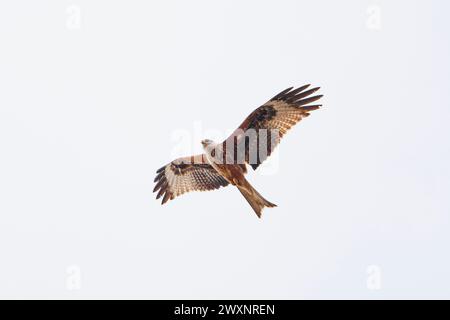 Ein roter Drachen, der vor weißem Hintergrund fliegt Stockfoto