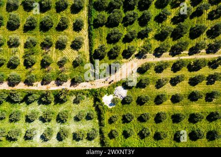 Ein Blick aus der Vogelperspektive auf Olivenbäume und Rhythmus-Olivenbäume im landwirtschaftlichen Garten Stockfoto