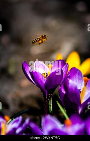 Eine Biene über einer Blume Stockfoto