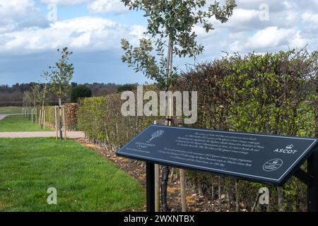 The Queen's Green Canopy, Allee mit Steineichen, die zur Feier des Platinum Jubilee 2022 in Ascot Heath, Berkshire, England, Großbritannien, gepflanzt wurde Stockfoto