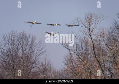 Sandhill Cranes fliegen durch den Wald Stockfoto