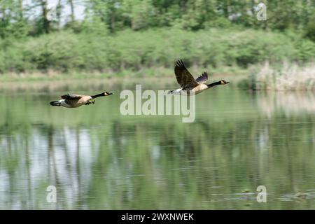 Zwei Gänse fliegen über den Binnensee Stockfoto