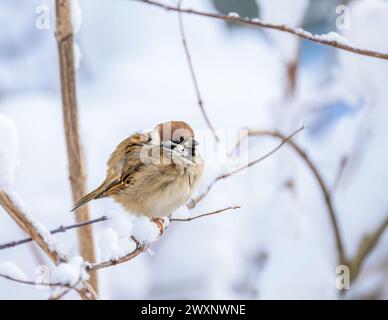Nahaufnahme eines Sperlings, der auf einem schneebedeckten Busch sitzt Stockfoto