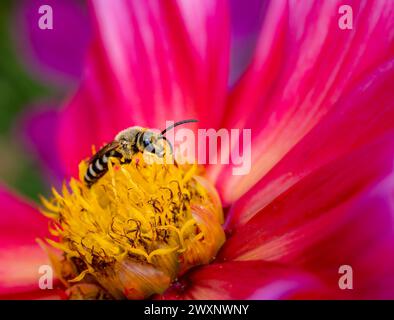 Makro einer grossen bänderigen Furchenbiene an einer Dahlienblüte Stockfoto