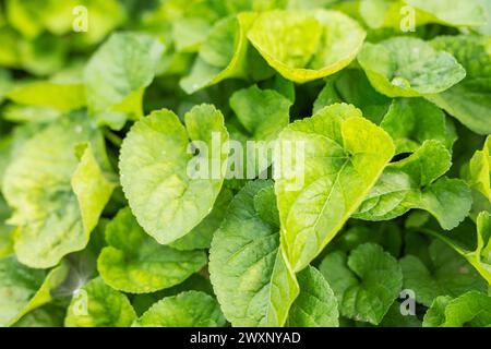 Viola odorata, Holzviolett, süßes Violett, englisches Violett Stockfoto