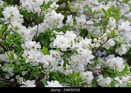 Weiße Exochorda macrantha oder Pearl Bush, „die Braut“ in Blüte. Stockfoto