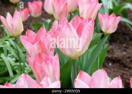 Cremefarbene und rosafarbene Triumph-Tulpe, Tulipa „Flaming Purissima“ in Blüte Stockfoto