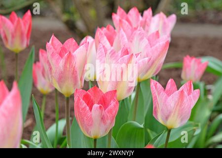 Cremefarbene und rosafarbene Triumph-Tulpe, Tulipa „Flaming Purissima“ in Blüte Stockfoto