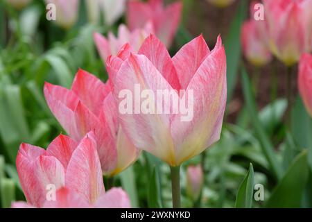 Cremefarbene und rosafarbene Triumph-Tulpe, Tulipa „Flaming Purissima“ in Blüte Stockfoto