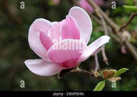 Rosafarbene Untertasse Magnolia soulangeana „Triumphans“ in Blüte. Stockfoto