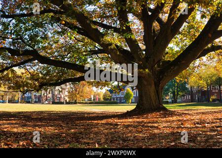 A very old oak tree, bathed in Indian summer colors, stands among the many companies in Nordpark, Mönchengladbach, NRW Stock Photo