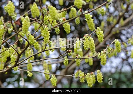 Gelbe Corylopsis glabrescens, duftender Winterhaselbaum, in Blüte. Stockfoto