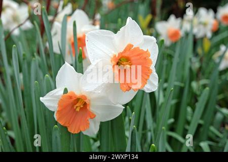 Weiße und orange Narzissen Narzissen „Chromacolor“ in Blüte. Stockfoto