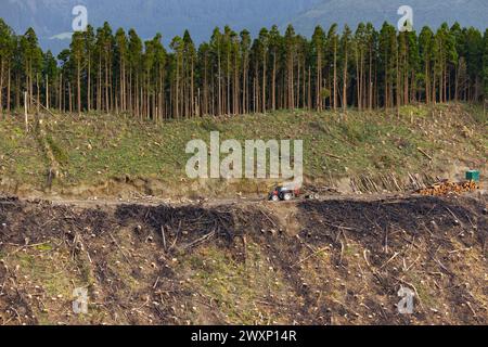 Cryptomeriebäume im Wald abschneiden. Das Konzept der Deflation, Schlachtung und forstwirtschaftlichen Nutzung. Stockfoto