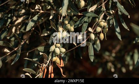 Die Frucht des Olivenbaums hängt an einem Zweig. Griechische Oliven Stockfoto