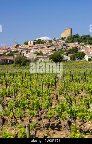 Typischer Weinberg mit Steinen in der Nähe von Chateauneuf-du-Pape, Cotes du Rhone, Frankreich Stockfoto
