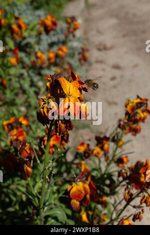 Eine Biene, die auf einer Gartenwallblume (Erysimum cheiri) in der Frühlingssonne aufleuchtet (vertikal) Stockfoto