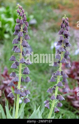 Fritillaria persica „Twin Towers Tribute“, Persische Lilienfritillerie in Blüte. Stockfoto