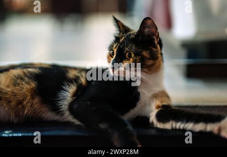 Einsame, obdachlose Katze nachts auf der Straße. Stockfoto