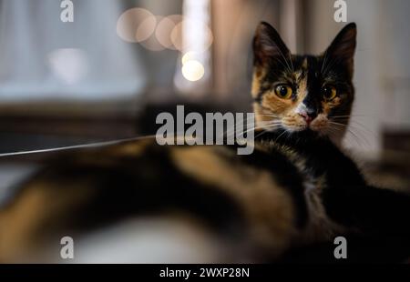 Einsame, obdachlose Katze nachts auf der Straße. Stockfoto