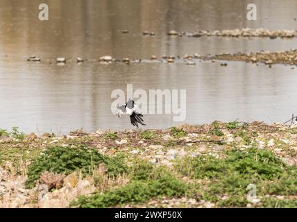 Magpie (Pica pica) Landung Stockfoto