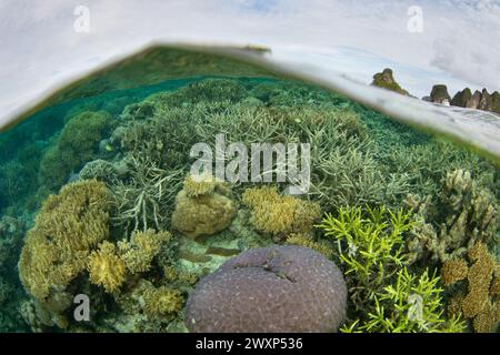 Eine Vielzahl von Korallen gedeiht an einem flachen, artenreichen Riff in Raja Ampat, Indonesien. Diese tropische Region ist bekannt als das Herz des Korallendreiecks. Stockfoto