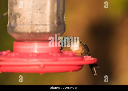 Andensmaragd (Uranomitra franciae) auf einem Vogelfutter in Kolumbien Stockfoto