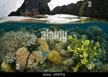 Eine Vielzahl von Korallen gedeiht an einem flachen, artenreichen Riff in Raja Ampat, Indonesien. Diese tropische Region ist bekannt als das Herz des Korallendreiecks. Stockfoto