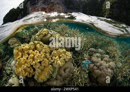 Eine Vielzahl von Korallen gedeiht an einem flachen, artenreichen Riff in Raja Ampat, Indonesien. Diese tropische Region ist bekannt als das Herz des Korallendreiecks. Stockfoto